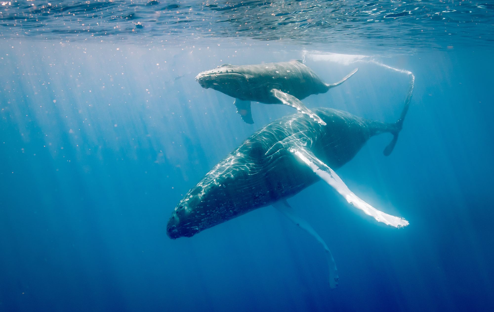A humpback whale and her calf below the surface off West Maui